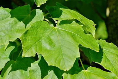 Acer nigrum - javor černý - list (58)